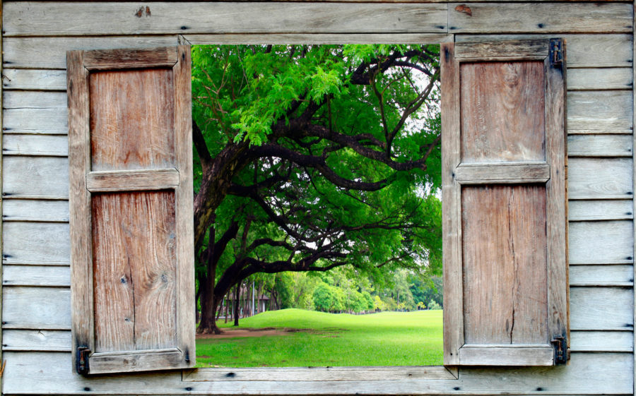 big tree and old wood window